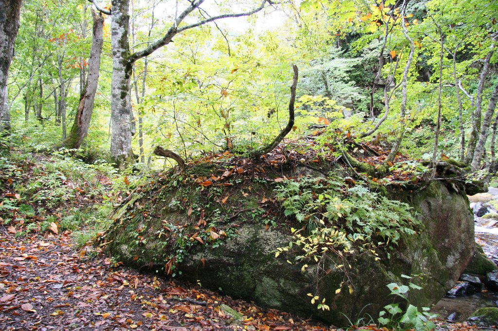 群馬県の照葉峡を歩きました 緑と紅葉と渓流が秋を彩っていました